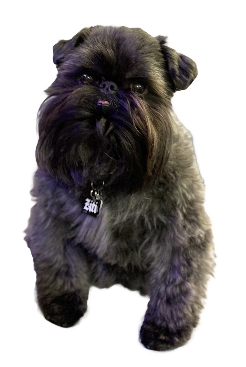 Ziti, a Brussels Griffon